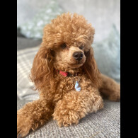 Cavapoo