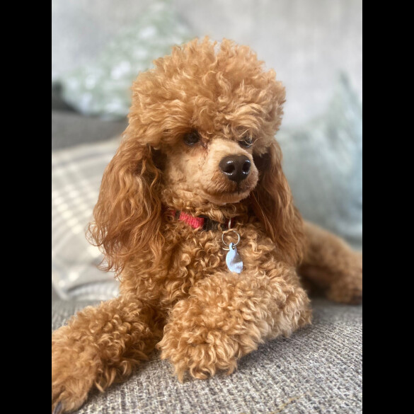 Cavapoo