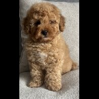 Cavapoo