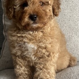 Cavapoo