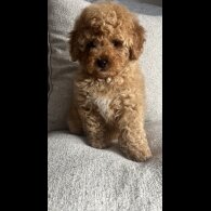 Cavapoo