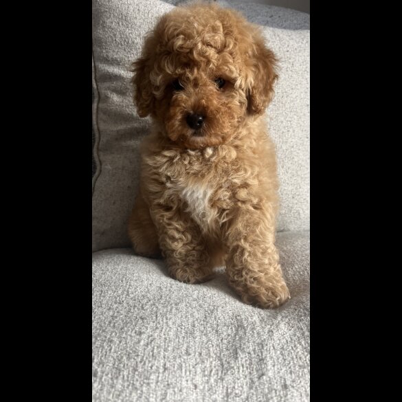 Cavapoo