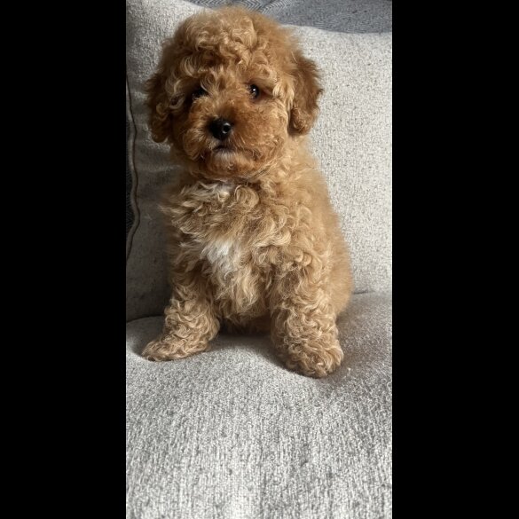 Cavapoo