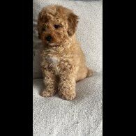 Cavapoo
