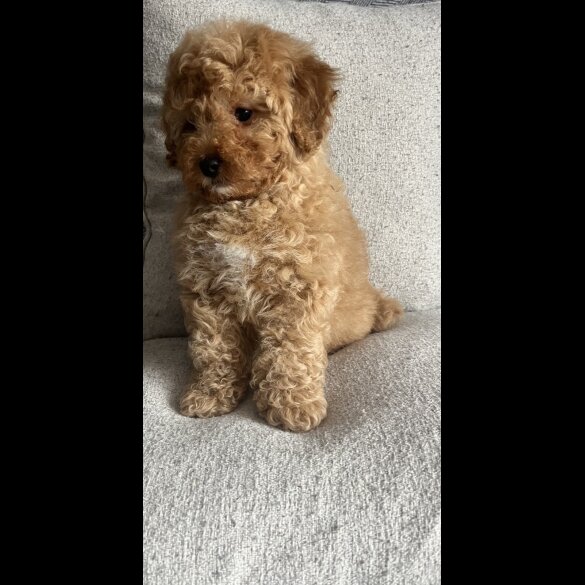 Cavapoo
