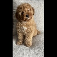 Cavapoo