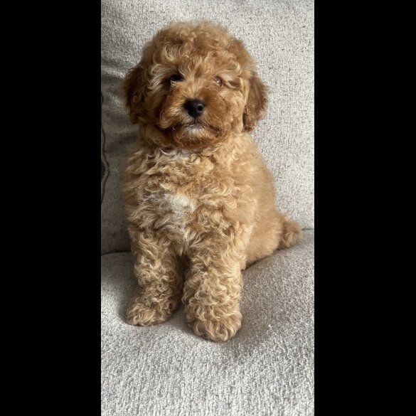 Cavapoo