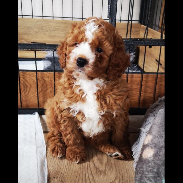 Cavapoo