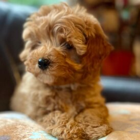 Cavapoo
