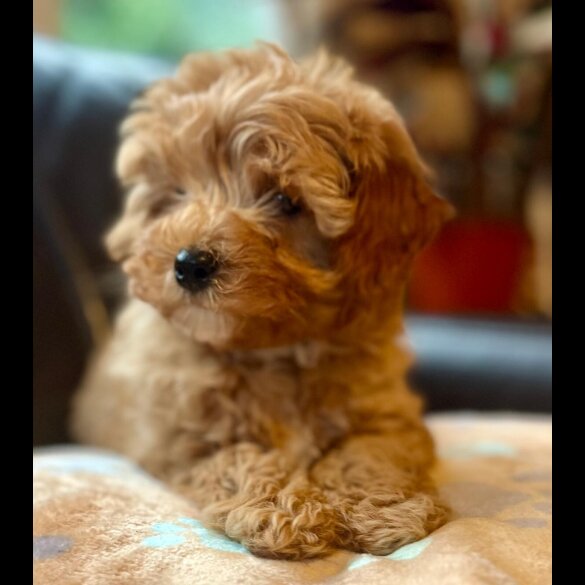 Cavapoo