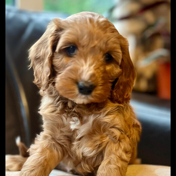 Cavapoo