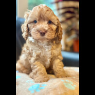 Cavapoo