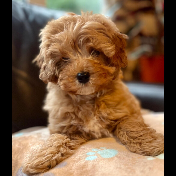 Cavapoo