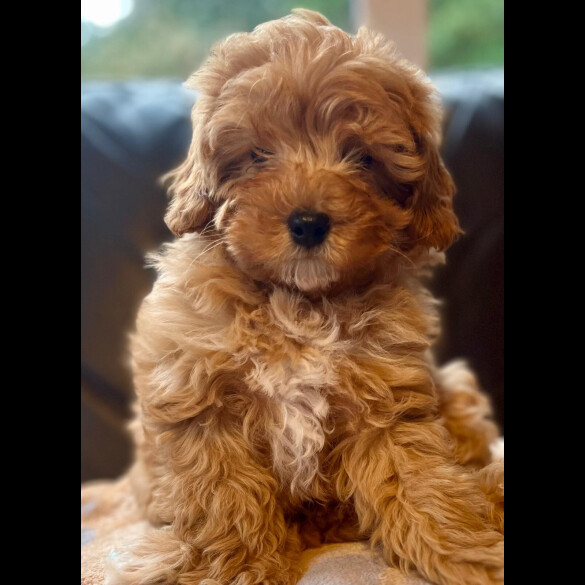 Cavapoo