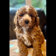 Cavapoo