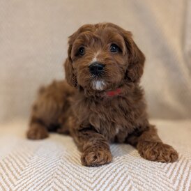 Cavapoo