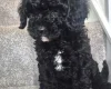 Cavapoo