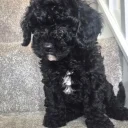 Cavapoo
