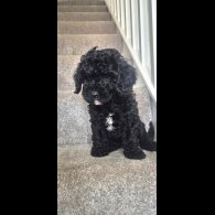 Cavapoo
