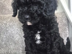 Cavapoo