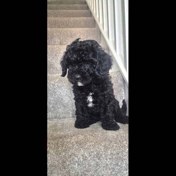 Cavapoo