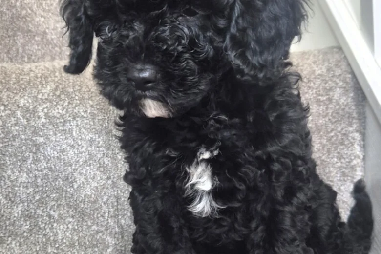 Cavapoo