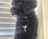 Cavapoo