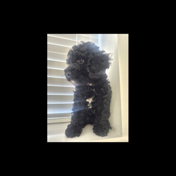 Cavapoo
