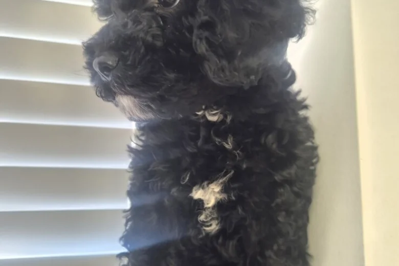 Cavapoo