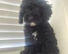 Cavapoo
