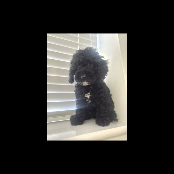 Cavapoo