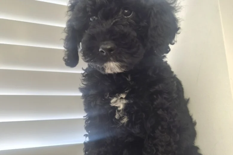 Cavapoo
