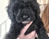 Cavapoo
