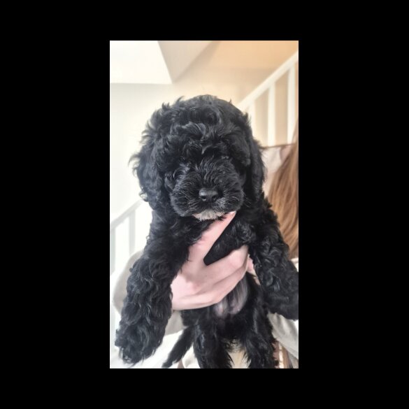 Cavapoo