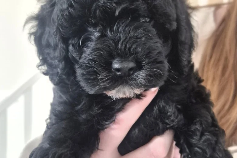 Cavapoo