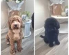 Cavapoo