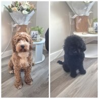 Cavapoo