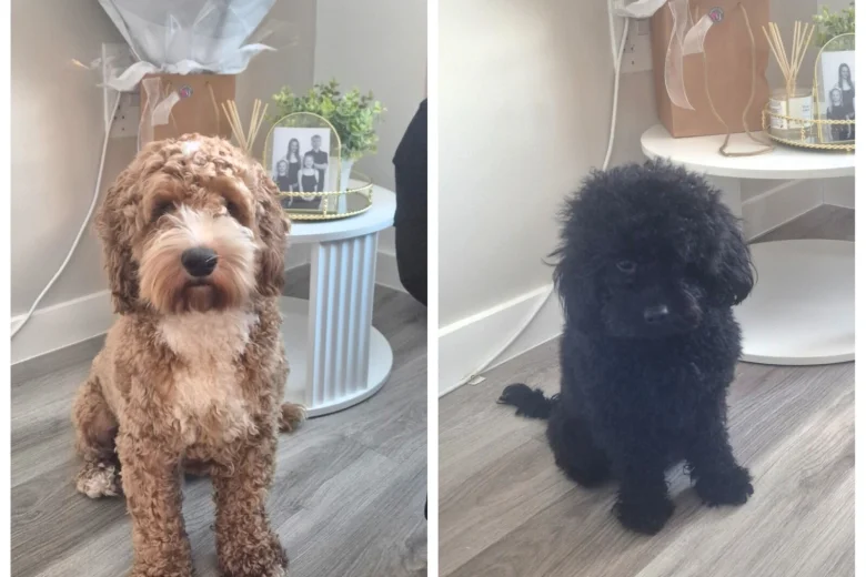 Cavapoo