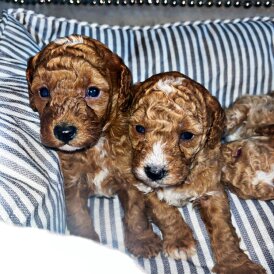 Cavapoo