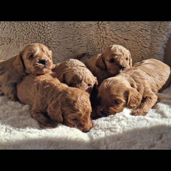 Cavapoo