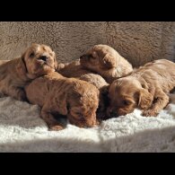 Cavapoo
