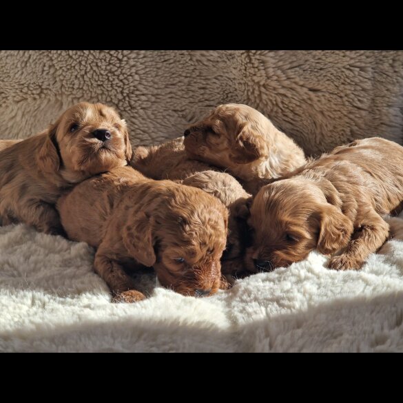 Cavapoo