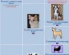 Chihuahua Long Coat