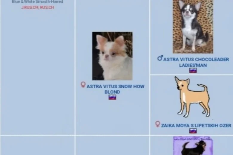 Chihuahua Long Coat