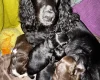 Cocker Spaniel (Working)