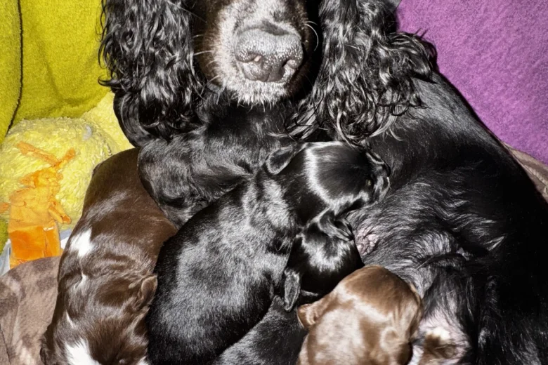 Cocker Spaniel (Working)