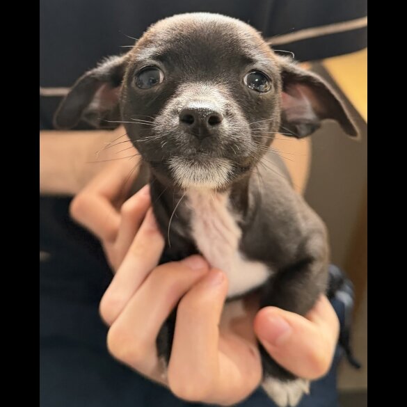Chihuahua