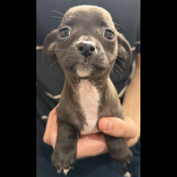 Chihuahua