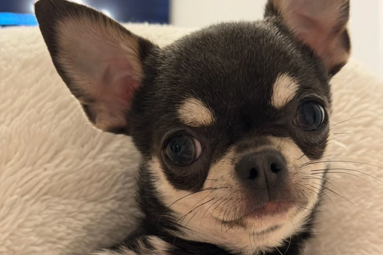 Chihuahua