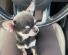 Chihuahua